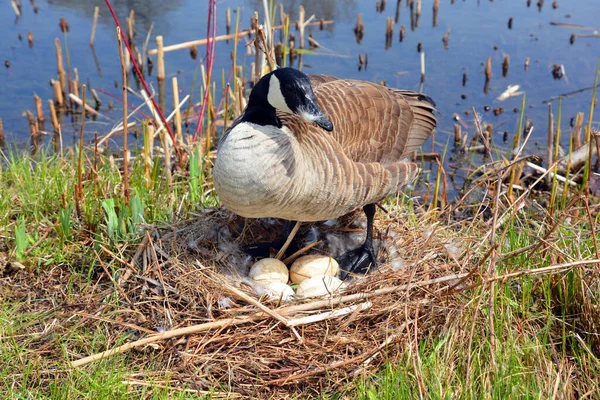 Canada goose family is a large wild goose species with a black head and neck, white patches on the face, and a brown body. Native to arctic and temperate regions of North America