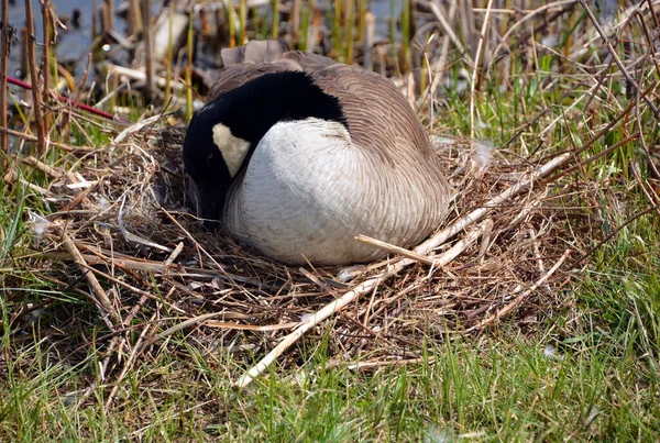 Canada goose family is a large wild goose species with a black head and neck, white patches on the face, and a brown body. Native to arctic and temperate regions of North America