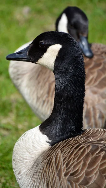 Canada Goose Family Uma Grande Espécie Ganso Selvagem Com Uma — Fotografia de Stock
