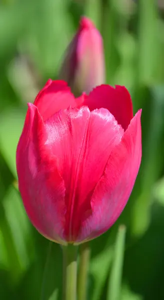 チューリップは多年生で球根植物で チューリップ属には派手な花があり そのうち109種までです — ストック写真