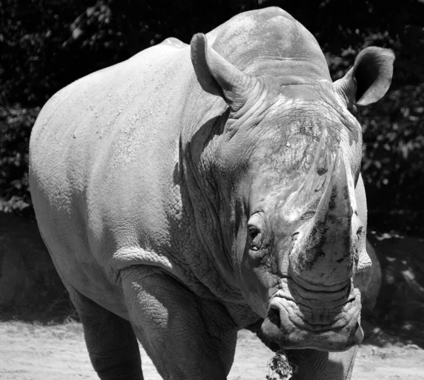 Rinoceronte También Conocido Como Rinoceronte Grupo Cinco Especies Existentes Ungulados — Foto de Stock
