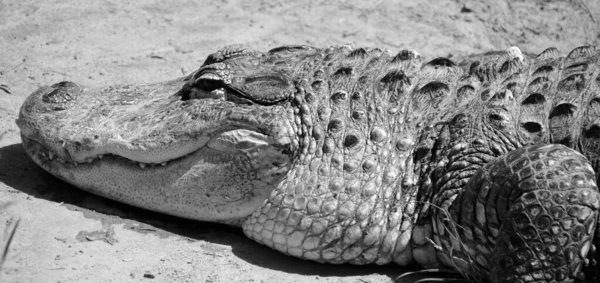 Alligator Crocodiliano Família Alligatoridae Duas Espécies Vivas São Jacaré Americano — Fotografia de Stock