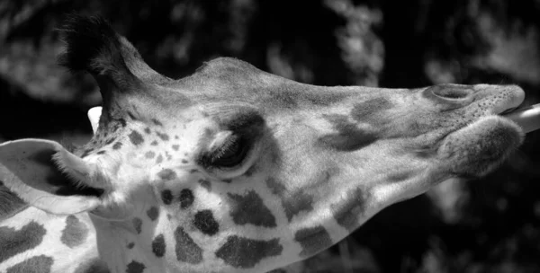 Zürafa Giraffa Camelopardalis Afrika Yaşayan Tek Ayak Parmaklı Karada Yaşayan — Stok fotoğraf