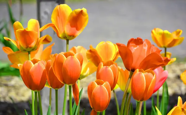 郁金香是一种多年生的球茎植物 在郁金香属植物中有艳丽的花朵 其中多达109种 — 图库照片