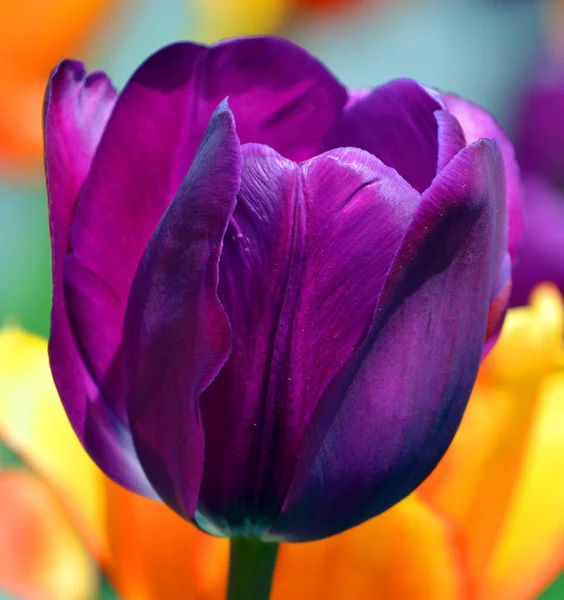 Tulip Jest Wieloletnią Bulwiastą Rośliną Okazałym Kwiatem Rodzaju Tulipa Czego — Zdjęcie stockowe