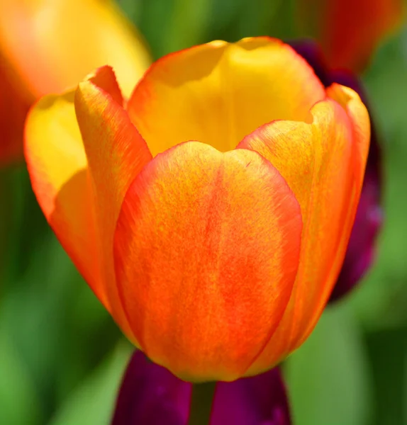 Tulpe Ist Eine Mehrjährige Zwiebelpflanze Mit Auffälliger Blüte Aus Der — Stockfoto