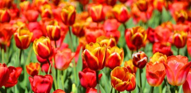 Laleler, Tulipa cinsinde gösterişli çiçekleri olan ve 109 türü barındıran uzun ömürlü, soğanlı bir bitkidir.