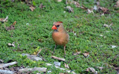 Kardinaller, Cardinalidae familyasından Kuzey ve Güney Amerika 'da bulunan göçmen kuşlardır. Ayrıca kardinal gagası ve kardinal kiraz kuşu olarak da bilinirler.. 