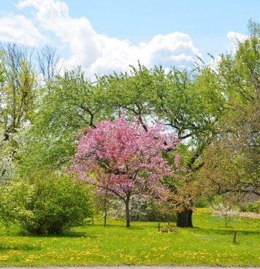 Elma ağacının çiçek açması, gül familyasının en çok tatlı, pofuduk meyvesi olan elmasıyla tanınan yaprak döken ağacıdır. Dünya çapında bir meyve ağacı gibi işlenmiş. 
