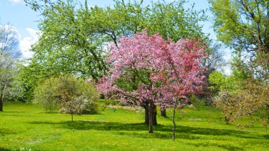 Elma ağacının çiçek açması, gül familyasının en çok tatlı, pofuduk meyvesi olan elmasıyla tanınan yaprak döken ağacıdır. Dünya çapında bir meyve ağacı gibi işlenmiş. 