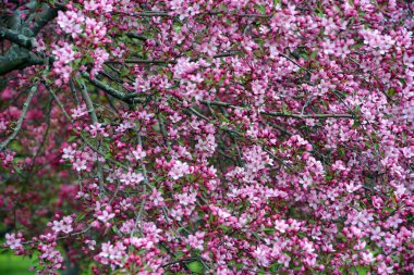 Elma ağacının çiçek açması, gül familyasının en çok tatlı, pofuduk meyvesi olan elmasıyla tanınan yaprak döken ağacıdır. Dünya çapında bir meyve ağacı gibi işlenmiş. 
