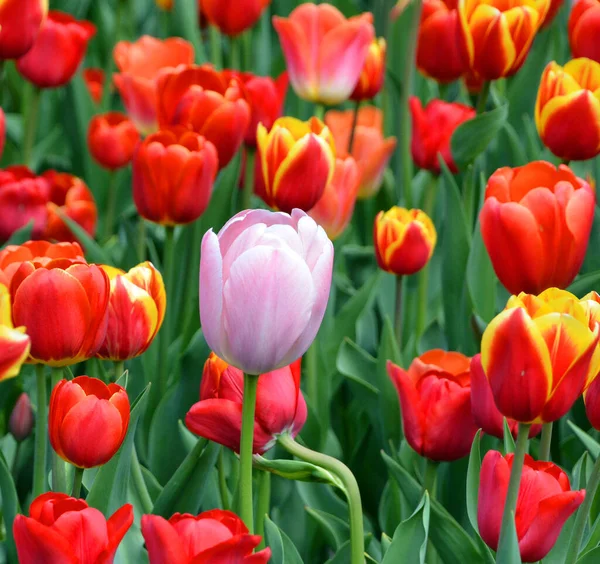 Tulips Perennial Bulbous Plant Showy Flowers Genus Tulipa Which 109 — Stock Photo, Image