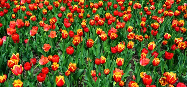 Tulips Perennial Bulbous Plant Showy Flowers Genus Tulipa Which 109 — Stock Photo, Image