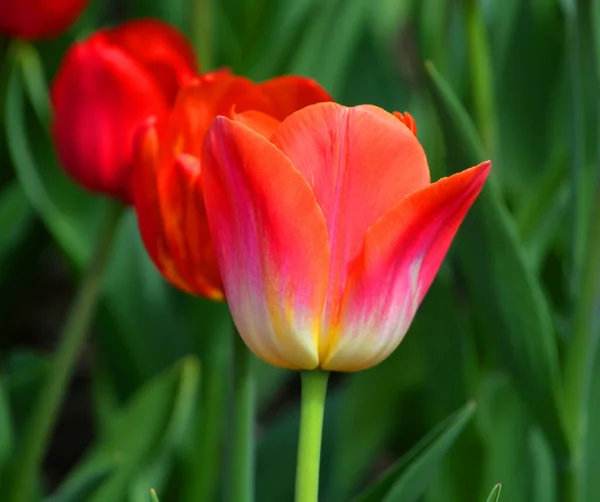 Tulpen Sind Eine Mehrjährige Zwiebelpflanze Mit Auffälligen Blüten Der Gattung — Stockfoto