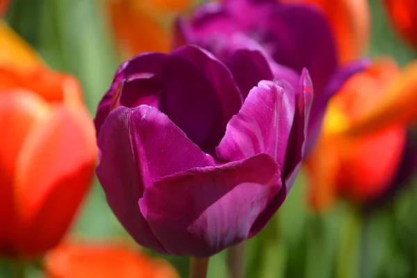 Tulpen Sind Eine Mehrjährige Zwiebelpflanze Mit Auffälligen Blüten Der Gattung — Stockfoto