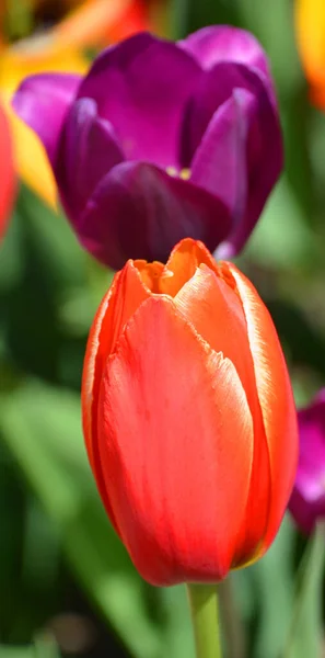 Tulipanes Una Planta Perenne Bulbosa Con Flores Vistosas Género Tulipa — Foto de Stock