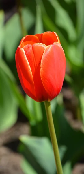Tulipe Est Une Plante Bulbeuse Vivace Fleurs Voyantes Genre Tulipa — Photo