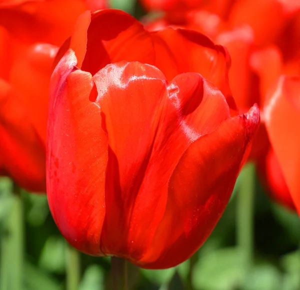 Tulipanes Una Planta Perenne Bulbosa Con Flores Vistosas Género Tulipa — Foto de Stock