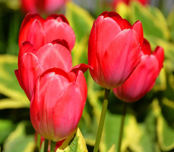 Тюльпаны Многолетнее Луковичное Растение Яркими Цветами Роде Tulipa Которых 109 — стоковое фото