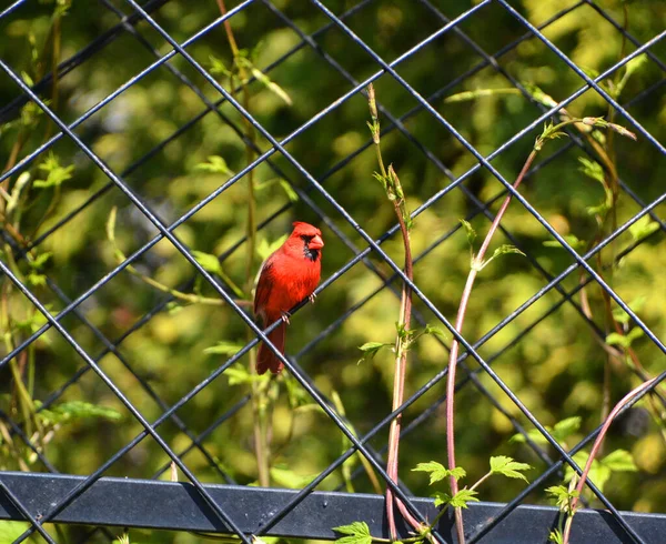 Kardinalen Cardinalidae Zijn Een Familie Van Zangvogels Uit Orde Kardinaalachtigen — Stockfoto