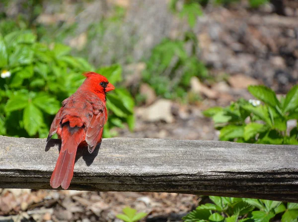 Kardinalen Cardinalidae Zijn Een Familie Van Zangvogels Uit Orde Kardinaalachtigen — Stockfoto