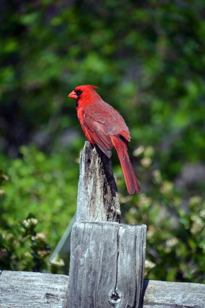 Kardinalen Cardinalidae Zijn Een Familie Van Zangvogels Uit Orde Kardinaalachtigen — Stockfoto