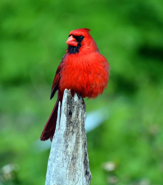 Kardinäle Aus Der Familie Der Cardinalidae Sind Durchreisende Vögel Die — Stockfoto
