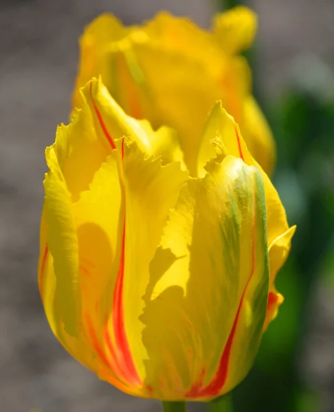 Tulipanes Una Planta Perenne Bulbosa Con Flores Vistosas Género Tulipa — Foto de Stock