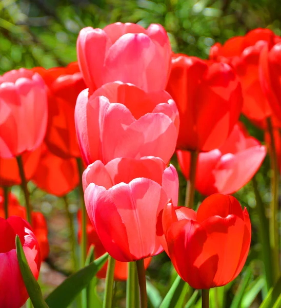 Tulpen Sind Eine Mehrjährige Zwiebelpflanze Mit Auffälligen Blüten Der Gattung — Stockfoto