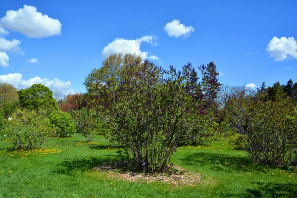 Syringa Vulgaris Lilac Common Lilac Species Flowering Plant Olive Family — Stock Photo, Image