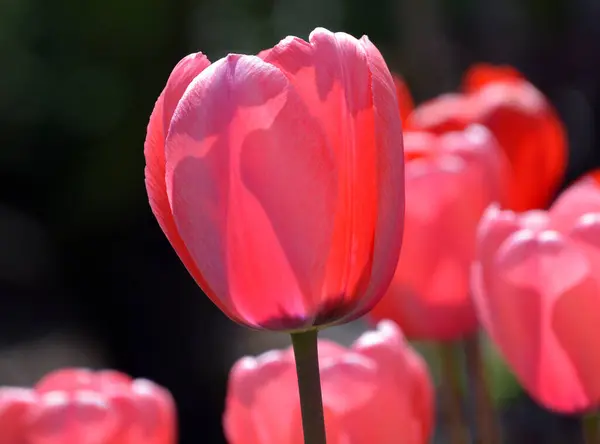 Тюльпани Багаторічна Буйна Рослина Показними Квітами Роду Tulipa Яких 109 — стокове фото