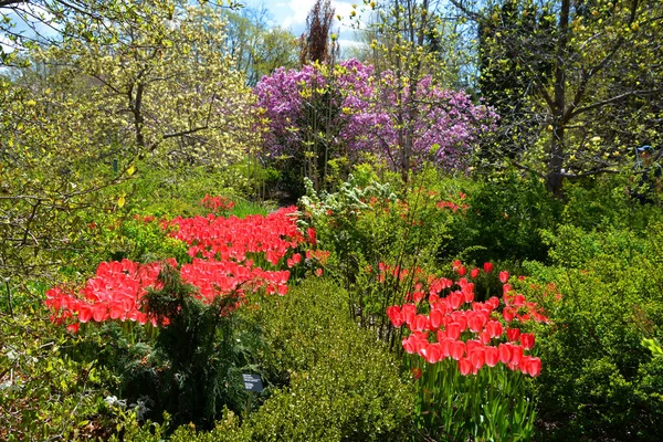 チューリップのフィールドは チューリップ属に派手な花を持つ多年生の球根植物であり そのうち109種までです — ストック写真