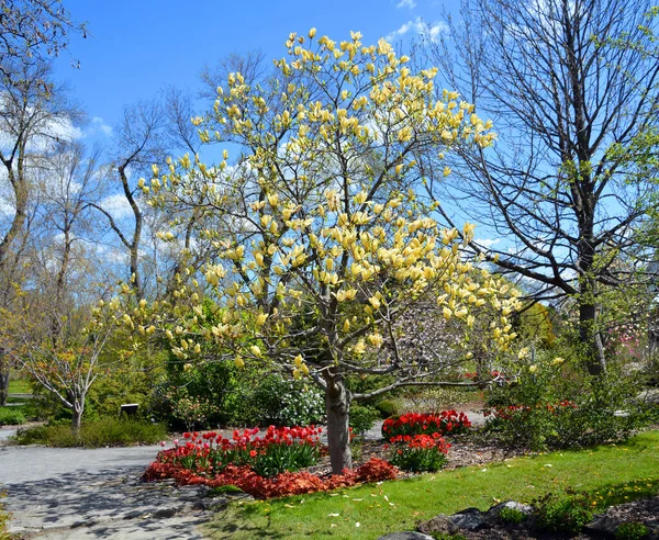 Magnolia ağacı, Magnoliaceae familyasının Magnolioideae alt familyasından 210 çiçekli büyük bir bitki türüdür. Adını Fransız botanikçi Pierre Magnol 'dan almıştır.. 