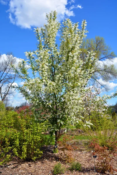 Магнолія Magnolia Tree Flower Великий Рід Близько 210 Видів Квіткових — стокове фото