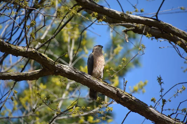 鳥は木の枝に座っている — ストック写真