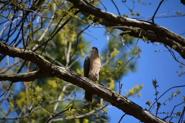 Oiseau Est Assis Sur Branche Arbre — Photo