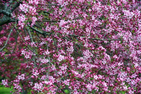 The apple tree blooming is a deciduous tree in the rose family best known for its sweet, pomaceous fruit, the apple. It is cultivated worldwide as a fruit tree