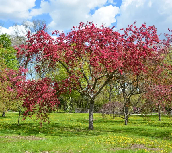 Jabloň Kvetoucí Listnatý Strom Rodině Růží Nejznámější Pro Své Sladké — Stock fotografie