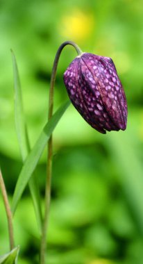 Calycanthus, Calycanthaceae familyasından çiçekli bir bitki cinsidir. Cins, taksonomik yapıya bağlı olarak iki ila dört tür içerir.