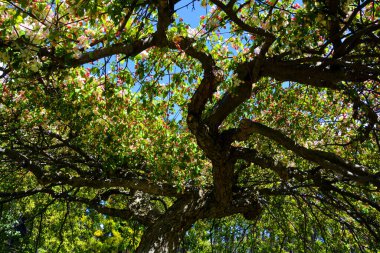 Elma ağacının çiçek açması, gül familyasının en çok tatlı, pofuduk meyvesi olan elmasıyla tanınan yaprak döken ağacıdır. Dünya çapında bir meyve ağacı gibi işlenmiş. 