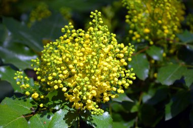 Mahonia ya da bilinen adıyla sürünen mahonia, sürünen Oregon üzümü, sürünen böğürtlen veya secde eden böğürtlen, Rocky Dağları ve batıya doğru uzanan Mahonia 'nın bir türüdür. 