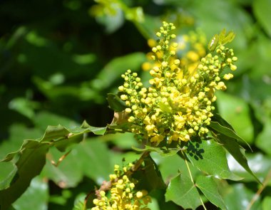 Mahonia ya da bilinen adıyla sürünen mahonia, sürünen Oregon üzümü, sürünen böğürtlen veya secde eden böğürtlen, Rocky Dağları ve batıya doğru uzanan Mahonia 'nın bir türüdür. 