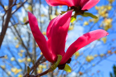 Magnolia ağacı, Magnoliaceae familyasının Magnolioideae alt familyasından 210 çiçekli büyük bir bitki türüdür. Adını Fransız botanikçi Pierre Magnol 'dan almıştır.. 