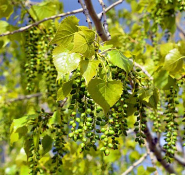 Güneşli bahçede yeşil ağaç