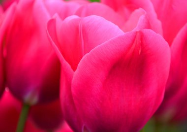 Laleler, Tulipa cinsinde gösterişli çiçekleri olan ve 109 türü barındıran uzun ömürlü, soğanlı bir bitkidir.