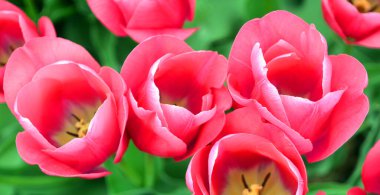 Laleler, Tulipa cinsinde gösterişli çiçekleri olan ve 109 türü barındıran uzun ömürlü, soğanlı bir bitkidir.