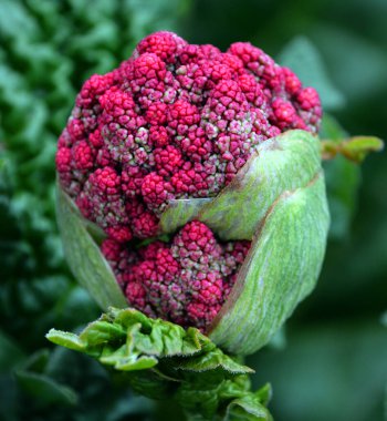 Rhubarb (Rheum rhabarum), Polygonaceae familyasından bir bitki türü. Kısa, kalın kafiyeli ve bitkisel hayatta yetişen bir bitkidir..