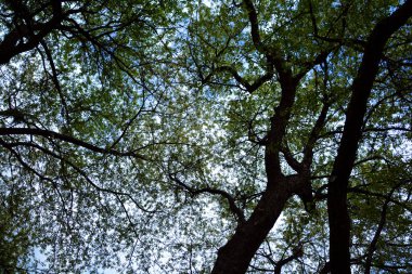 Montreal, Quebec, Kanada 'da bahar manzarası    