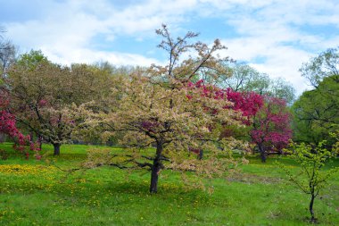 Çiçek açan elma ağaçları, gül familyasının en çok tatlı, pofuduk meyvesi olan elmalarıyla tanınan yaprak döken ağaçlarıdır. Dünya çapında bir meyve ağacı gibi işlenmiş.