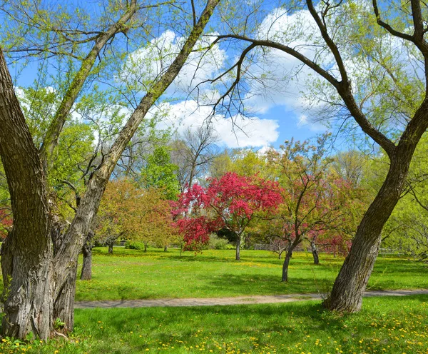 The apple tree blooming is a deciduous tree in the rose family best known for its sweet, pomaceous fruit, the apple. It is cultivated worldwide as a fruit tree